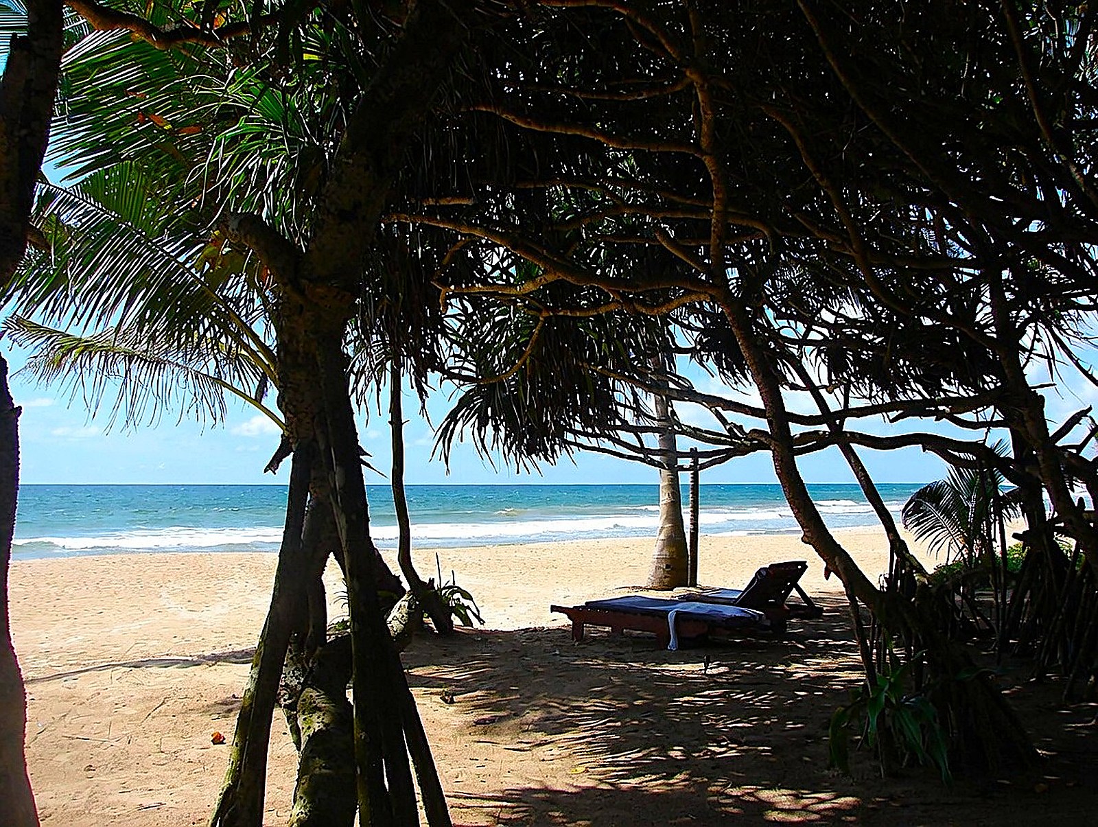 Beach loungers under palm trees