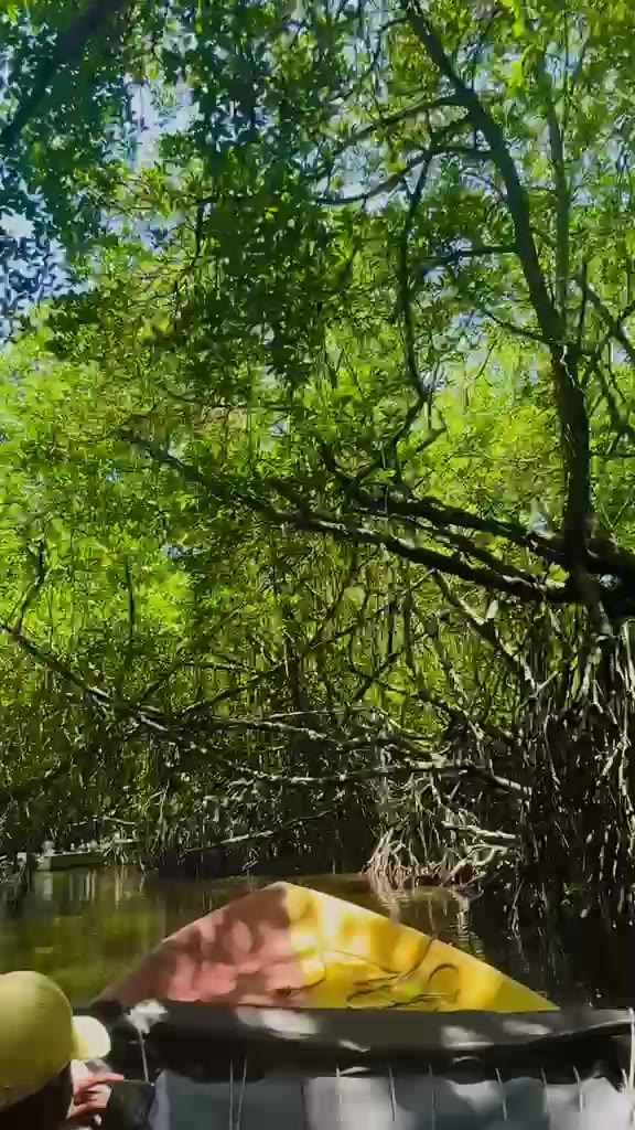Bentota River boat safari