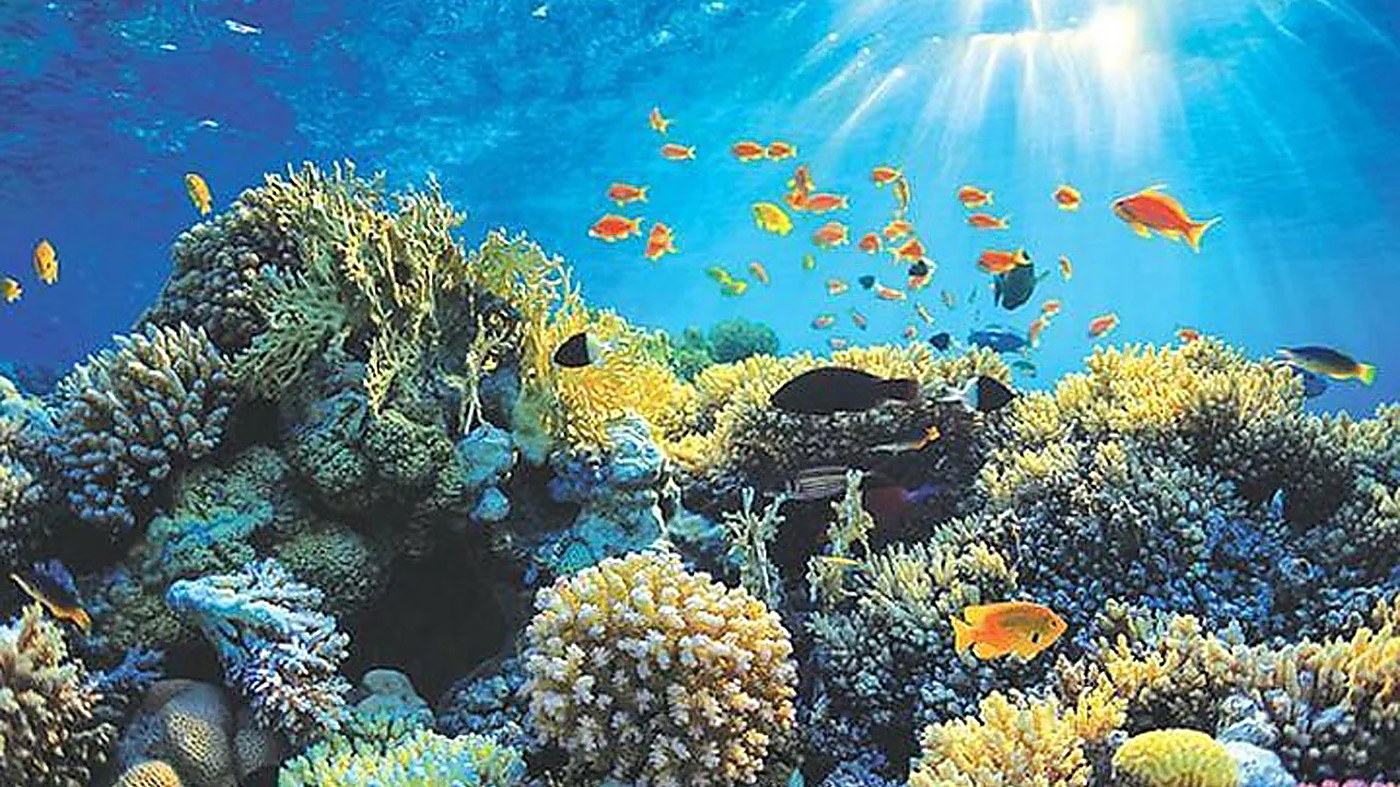 Hikkaduwa Coral Reef