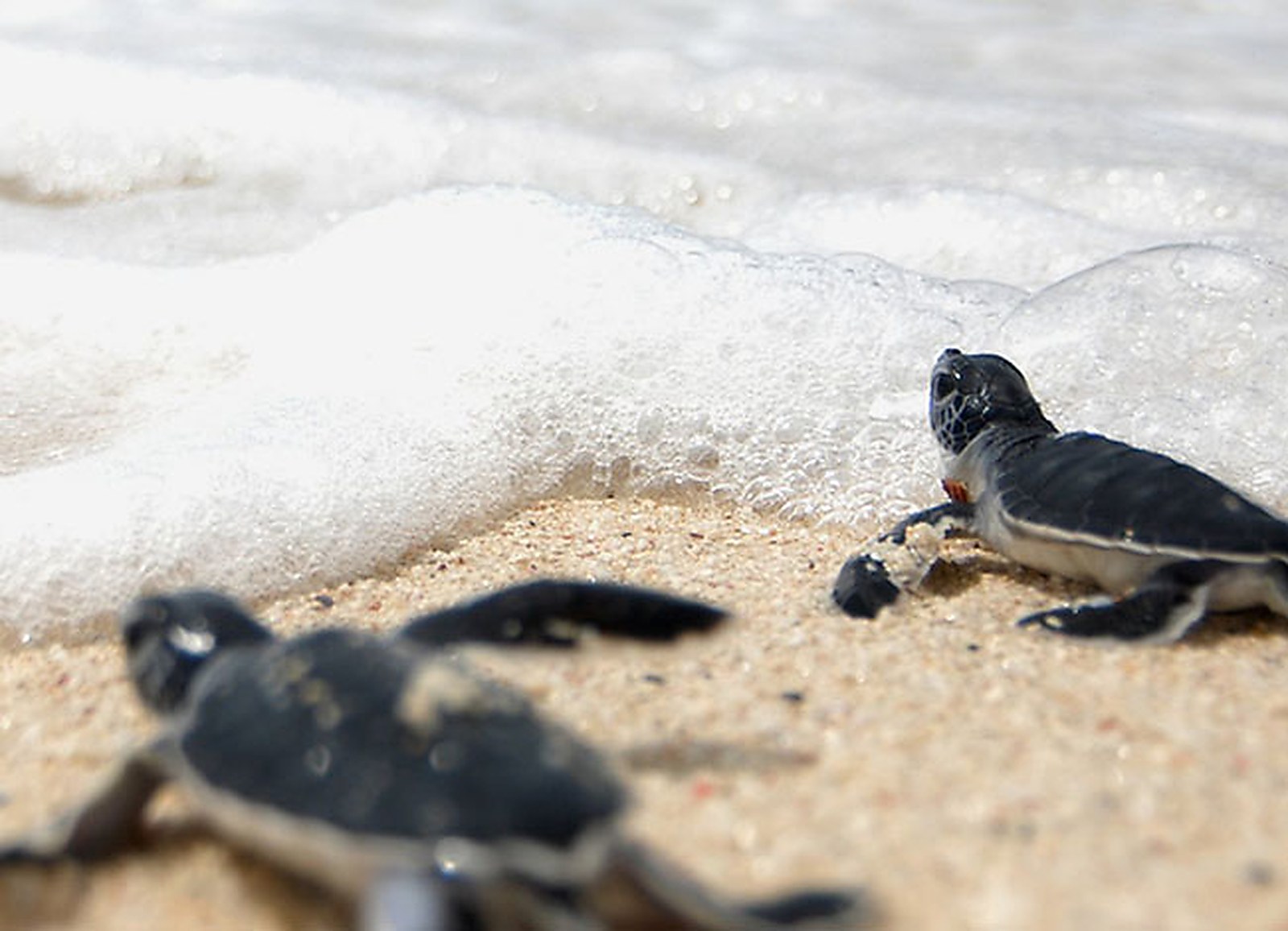 Watch Hatchlings Reach the Sea