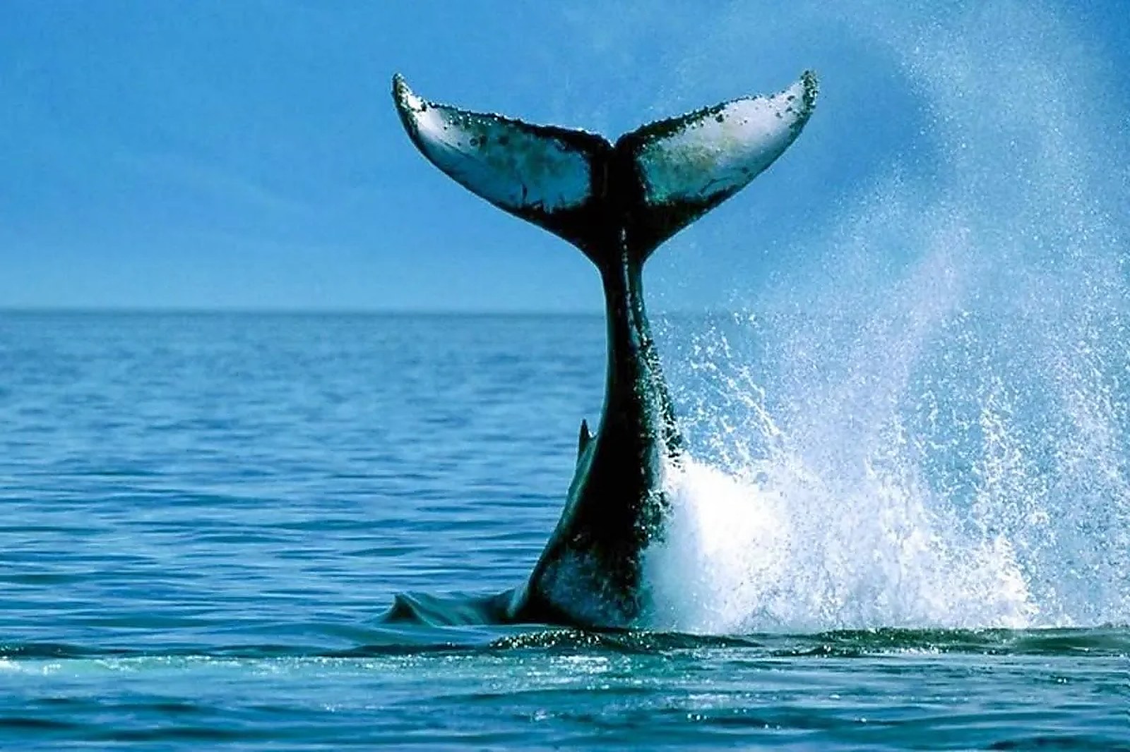 Whale watching boat trip